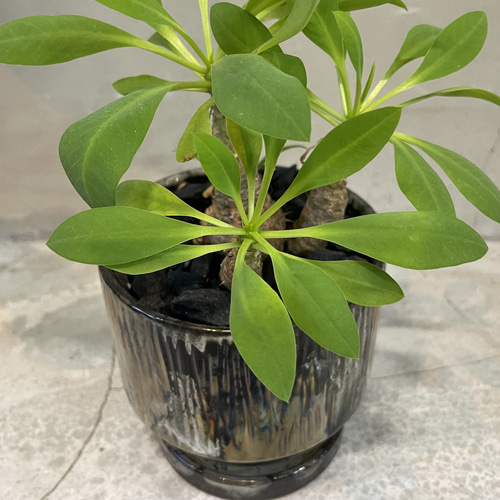 ユーフォルビア ブレビフォリア 塊根植物 鉢こみ 一輪挿し・花瓶