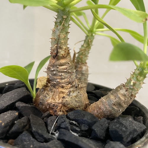ユーフォルビア ブレビフォリア 塊根植物 鉢こみ 一輪挿し・花瓶 ユーフォルビア ブレビフォリア 塊根植物 鉢こみ 一輪挿し・花瓶