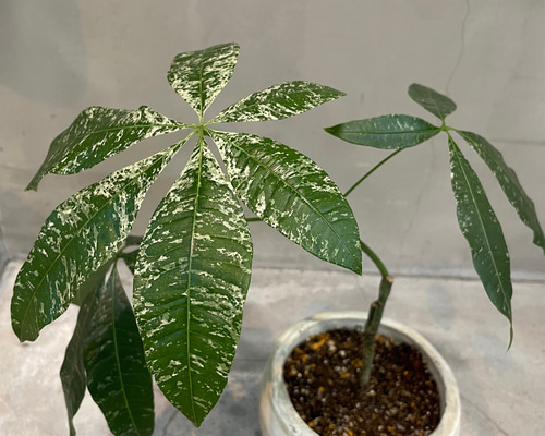 接ぎ木 斑入りパキラ ミルキーウェイ 一輪挿し・花瓶・花器 __@