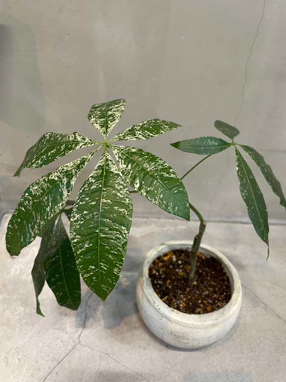 観葉植物）一点物 パキラ ミルキーウェイ 接ぎ木 6号（1鉢