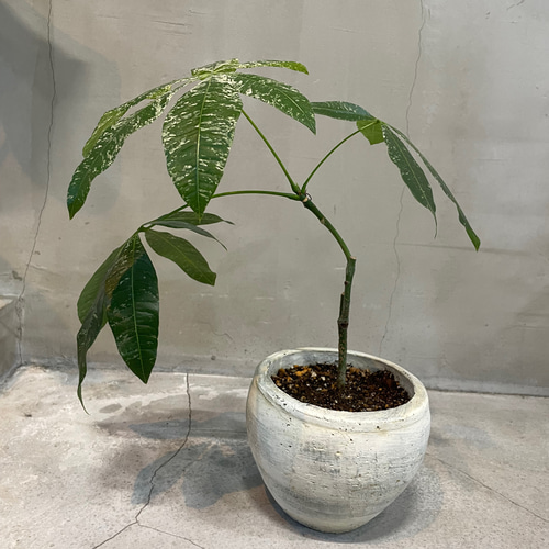 観葉植物）一点物 パキラ ミルキーウェイ 接ぎ木 6号（1鉢