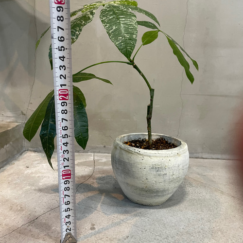接ぎ木 斑入りパキラ ミルキーウェイ 一輪挿し・花瓶・花器 __@