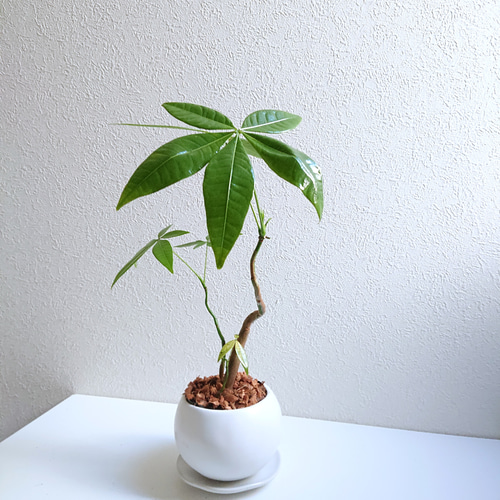 ○数量限定○新作○ 希少な曲げ木 ”パキラ クラフト丸鉢/受け皿セット