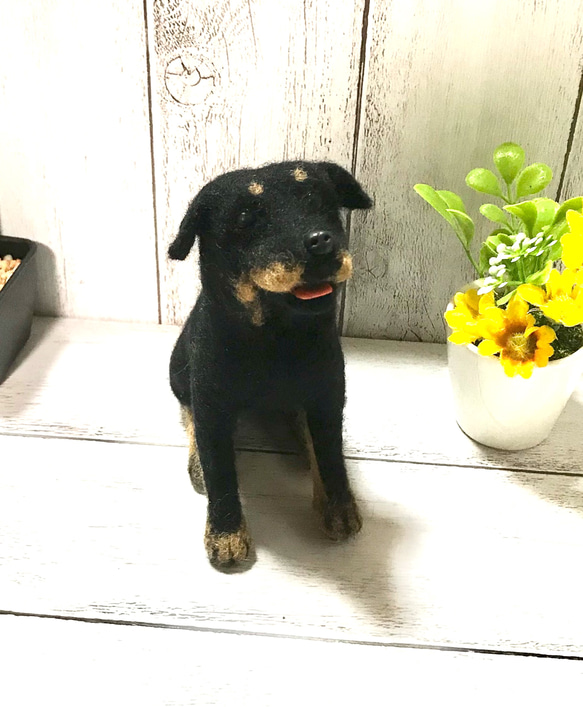 オーダー 羊毛フェルト　犬　ぬいぐるみ　ペットロス　うちの子　20cm BonBon☆Sucre 10枚目の画像