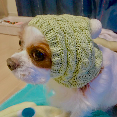 即発送❗️顔周り28〜37cm ♡ ボストンテリア さんなどに ◇ 手編み 犬