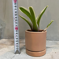 アナナス・ファイヤーボール　熱帯植物 3枚目の画像