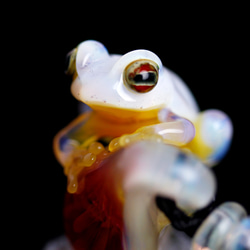 Frog（カエル）ファナネックレス515 1枚目の画像