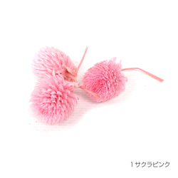 【即納】 センニチコウ 30輪入 サクラピンク プリザーブドフラワー 千日紅 花材 丸い花 花 プリザーブド花材 1枚目の画像