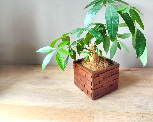 植物が主役になる 木製プランターカバー ウォールナット無垢 室内用