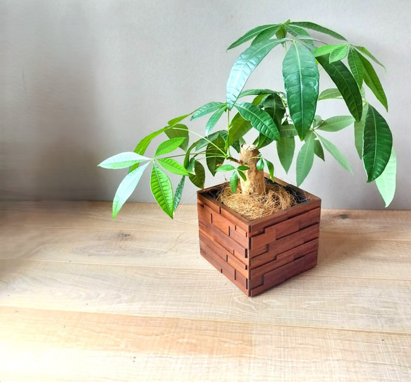 植物が主役になる 木製プランターカバー ウォールナット無垢 室内用