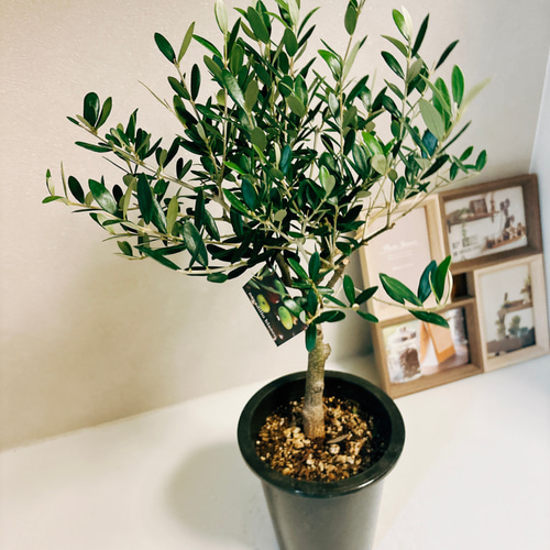 現品］1番 創樹 オリーブ ネバディロブランコ 5号 観葉植物 屋外