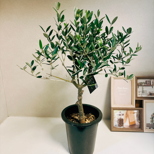 現品］1番 創樹 オリーブ ネバディロブランコ 5号 観葉植物 屋外 プラ