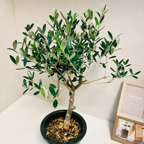 現品　創樹　オリーブの木　オリーブ　ネバディロブランコ　20番　観葉植物　野外 Amazon.co.jp: 創樹 オリーブの木 オリーブ ネバディロブランコ