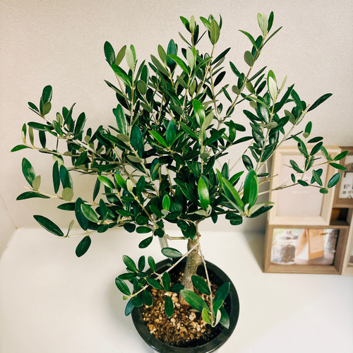 現品　創樹　オリーブの木　オリーブ　ネバディロブランコ　7番　観葉植物　野外 現品 創樹 オリーブの木 オリーブ ネバディロブランコ 49番 観葉植物