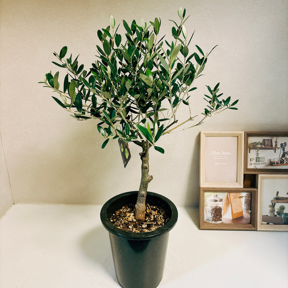 現品］1番 創樹 オリーブ ネバディロブランコ 5号 観葉植物 屋外