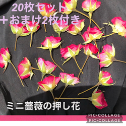 増量サービス中！★ミニ薔薇の押し花20枚+おまけ2枚付き‥計22枚（小さなミニバラの蕾4個付き）★レジン作品の花材に 1枚目の画像