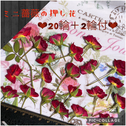 増量サービス中！★ミニ薔薇の押し花20枚+おまけ2枚付き‥計22枚（小さなミニバラの蕾4個付き）★レジン作品の花材に 2枚目の画像