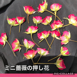 大容量！大特価！★ミニ薔薇の押し花たっぷり50枚セット&ミニバラの蕾10個付き★複数セットご購入で60枚に増量します♡ 4枚目の画像