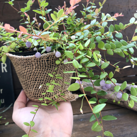 真珠コケモモ♡実♡ガーデニング♡紫の実♡観葉植物 5枚目の画像