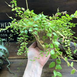 真珠コケモモ♡実♡ガーデニング♡紫の実♡観葉植物 9枚目の画像