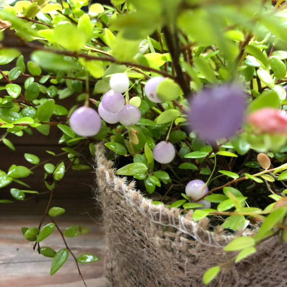 真珠コケモモ♡実♡ガーデニング♡紫の実♡観葉植物 1枚目の画像