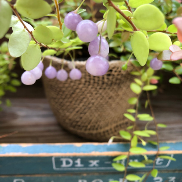 真珠コケモモ♡実♡ガーデニング♡紫の実♡観葉植物 13枚目の画像