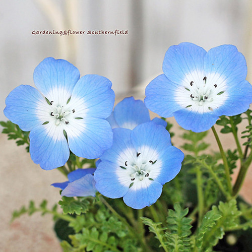 花 再入荷【4苗セット】花苗 ネモフィラ インシグニスブルー(メンジェシー