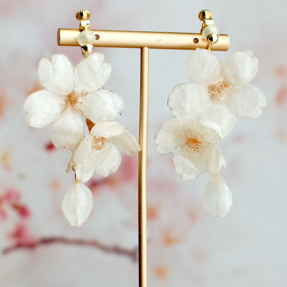 溢れるソメイヨシノの朝露桜（本物）〜ピアス・イヤリング 4枚目の画像