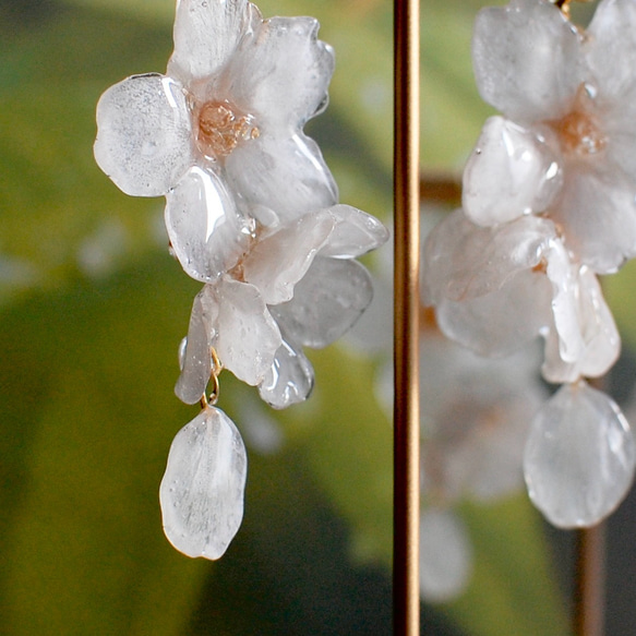 溢れるソメイヨシノの朝露桜（本物）〜ピアス・イヤリング 4枚目の画像