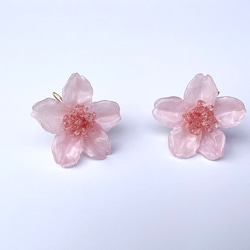 本物の桜 ソメイヨシノ / フックピアス / sakura pink 3枚目の画像