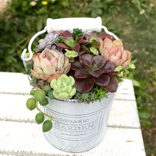 フルーツ］ステンドグラスの多肉ポット このまま飾れる 多肉植物寄せ