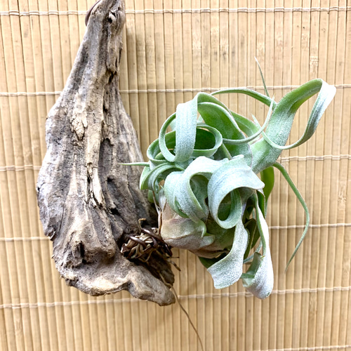 チランジア ストレプトフィラ 流木ハンギング 多肉植物 キコリ 通販