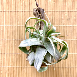 大株ビカクシダ アルシコルネ ビカクシダ アルシコルネ 大き