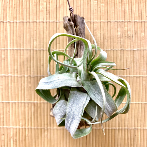 チランジア ストレプトフィラ 流木ハンギング 多肉植物 キコリ 通販