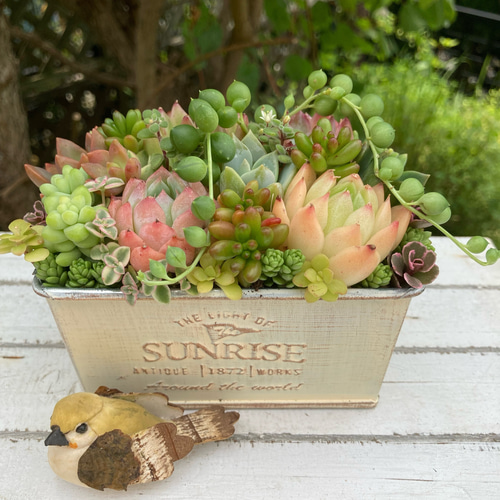 多肉植物 寄せ植え アンティーク調H おうちにプレゼント ベージュ