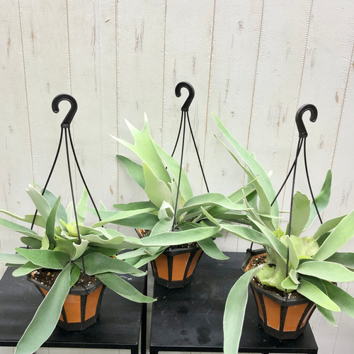 コウモリラン ビカクシダ ビーチー (Platycerium veitchii) 5号