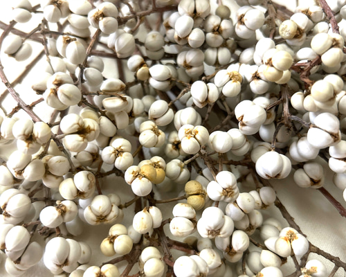 7・8粒のナンキンハゼ 30本セット ドライフラワー Satsuki 通販