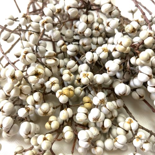 7・8粒のナンキンハゼ 30本セット ドライフラワー Satsuki 通販