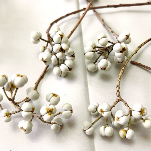 ナンキンハゼ。今年早採り。25本。ナンキンハゼの実。ドライフラワー。スワッグ。 ナンキンハゼ。今年早採り。ナンキンハゼの実。ドライフラワー。スワッグ。