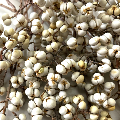 11060.早期予約。ナンキンハゼ。ナンキンハゼの実。予約専用ページ。スワッグ 11060.早期予約。ナンキンハゼ。ナンキンハゼの実。予約専用ページ