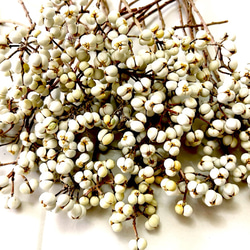 ナンキンハゼ。今年早採り。25本。ナンキンハゼの実。ドライフラワー。スワッグ。 ナンキンハゼ。今年早採り。ナンキンハゼの実。ドライフラワー。スワッグ。