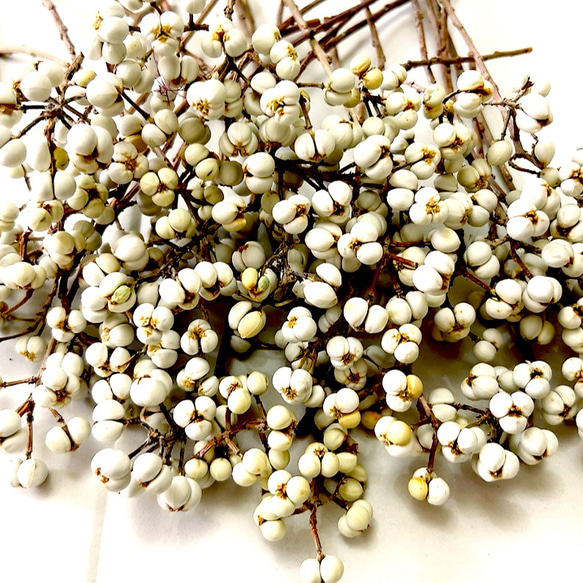 9・10粒のナンキンハゼ 25本セット ドライフラワー Satsuki 通販