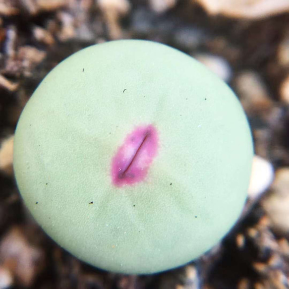 コノフィツム pageae セット コノフィツム pageae Bethen Conophytum
