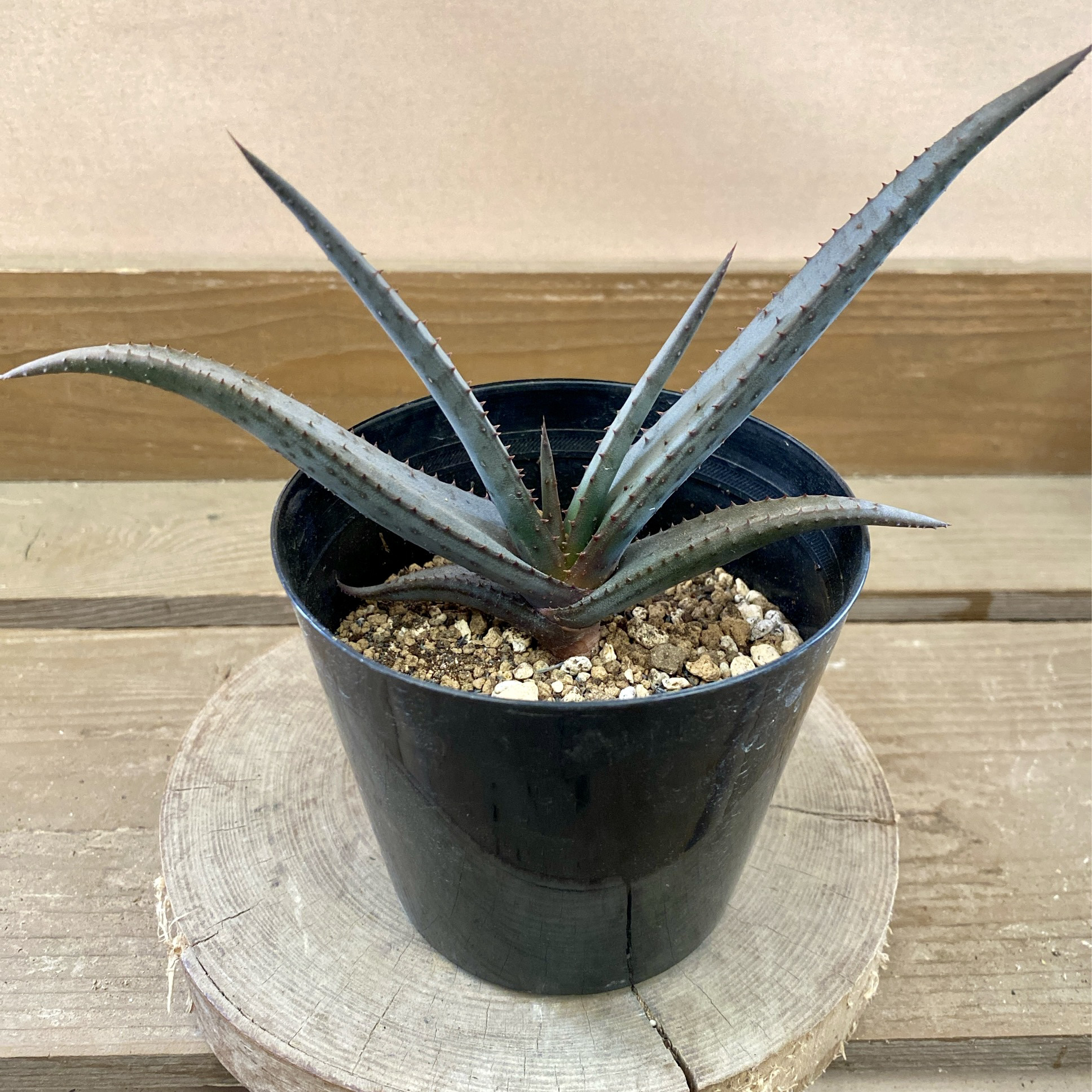 大株　アロエ　黒太刀　鉢底から高さ80cm 大株 アロエ 黒太刀 鉢底から高さ80cm