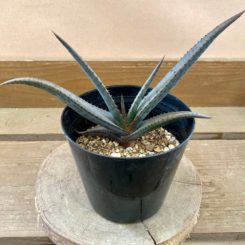 アロエ 黒太刀（クリプトポダ） 多肉植物 plant life 通販 17178983