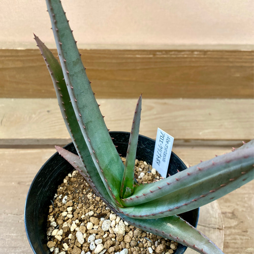 アロエ 黒太刀（クリプトポダ） 多肉植物 plant life 通販 17178983