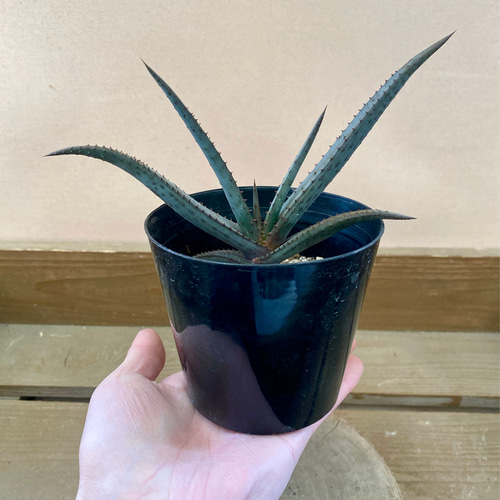 アロエ 黒太刀（クリプトポダ） 多肉植物 plant life 通販 17178983