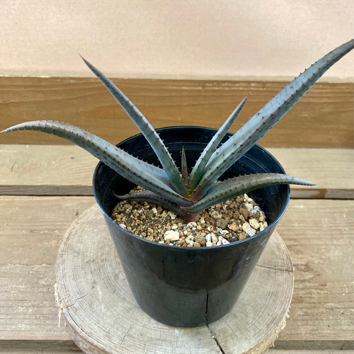 アロエ 黒太刀（クリプトポダ） 多肉植物 plant life 通販 17178983