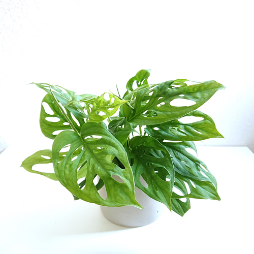 ○数量限定○新作○ モンステラの人気種 ”マドカズラ アッシュグレー鉢