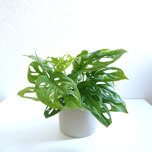 ○数量限定○新作○ モンステラの人気種 ”マドカズラ アッシュグレー鉢